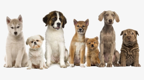 Pet Waste Removal - Dogs In A Row, HD Png Download, Transparent PNG
