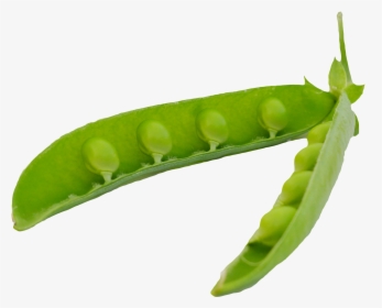 Green Peas Pods Png Image - Pea In Pod Png, Transparent Png, Transparent PNG