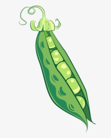 Peas, Pea Pod, Food, Vegetable, Healthy, Vegetarian - Pea Illustration, HD Png Download, Transparent PNG