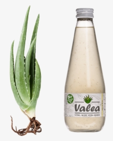 Aloe Vera Flasche   Style Margin - Valea Aloe Vera Drink, HD Png Download, Transparent PNG