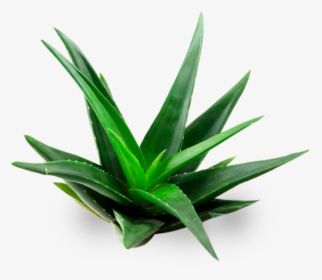 Aloe Vera A Domicilio - Aloe Vera Plant Transparent, HD Png Download, Transparent PNG