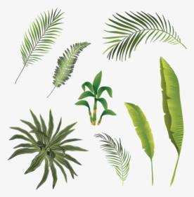 Tropical Branch And Leaves Collection, Tropical Branch - Transparent Leaves Tropical Png, Png Download, Transparent PNG