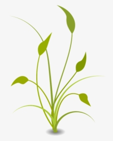 Nature Plant Free Flat - Transparent Background Plant Clipart, HD Png Download, Transparent PNG