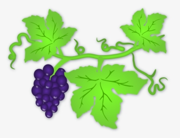 Daun Anggur Vector - Clip Art Grapes Leaf, HD Png Download, Transparent PNG