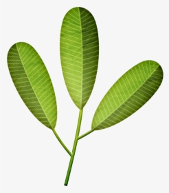 Palmera De Hojas Artificiales - Frangipani Leaf Png, Transparent Png, Transparent PNG