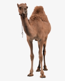 Camel Png Pic - Camel Png, Transparent Png, Transparent PNG