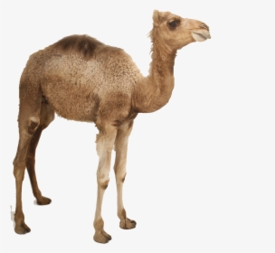 Camel Png Photo - Camel Png, Transparent Png, Transparent PNG