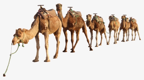 Download Camel Png - Camels Png, Transparent Png, Transparent PNG