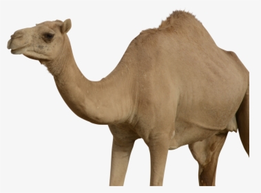 Camel Png, Transparent Png, Transparent PNG