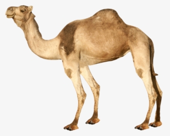 Best Free Camel High Quality Png - Transparent Background Camel Png, Png  Download , Transparent Png Image - PNGitem