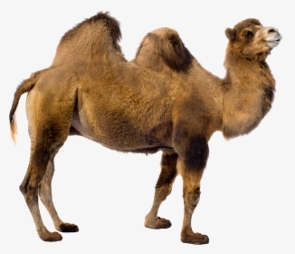 Camel Png - Camel Transparent Background, Png Download, Transparent PNG