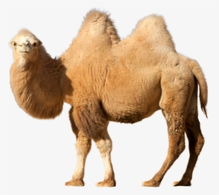 Camel Png - Camel On Transparent Background, Png Download, Transparent PNG