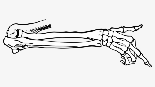 Bones, Skeleton, Point, Body, Vector, Free Vector - Skeleton Hand Pointing Png, Transparent Png, Transparent PNG