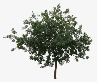 Transparent Tree Cutout Png - Tree Cut Out Png, Png Download, Transparent PNG