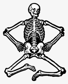 Skeleton Human Skeleton Bones Free Picture - Human Skeleton Clipart, HD Png Download, Transparent PNG