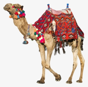 Camel Transparent Rajasthani - Camels Saddle, HD Png Download, Transparent PNG