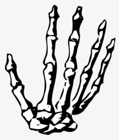 Hand, Skeleton, Skeleton Hand, Halloween, Human, Bone - Skeleton Hands Png, Transparent Png, Transparent PNG