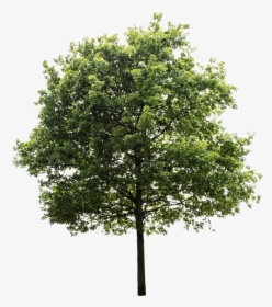 Tree Cutout Png - Transparent Background Tree Png, Png Download, Transparent PNG