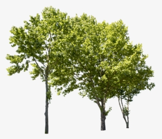Plane Tree Cut Out, HD Png Download, Transparent PNG