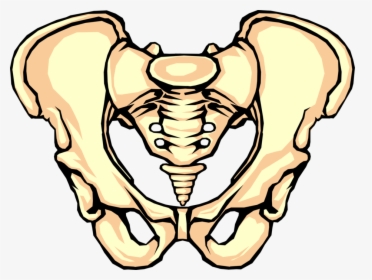 Vector Illustration Of Human Pelvis Bone - Pelvic Bone Clipart, HD Png Download, Transparent PNG