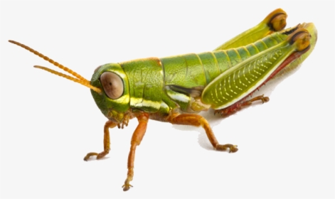 Download Grasshopper Png Photo - Grasshopper Png, Transparent Png, Transparent PNG