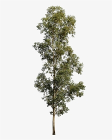 Transparent Evergreen Tree Png - Eucalyptus Tree White Background, Png Download, Transparent PNG