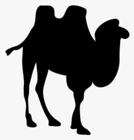 Contour Camel Svg Clip Arts - Camel Silhouette No Background, HD Png Download, Transparent PNG