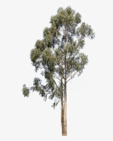 Transparent Kumquat Clipart - Eucalyptus Tree Png, Png Download, Transparent PNG