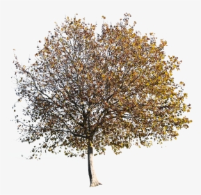 Autumn Tree Oak Cutout, HD Png Download, Transparent PNG