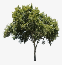 Apple Tree Isolated - Tree Cut Out Png, Transparent Png, Transparent PNG