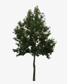 Cut Out Trees Photoshop - Arboles En Elevacion Png, Transparent Png, Transparent PNG