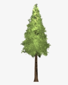 Transparent Pine Trees Png - Tree Front View Png, Png Download, Transparent PNG