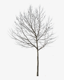 Winter Tree Cut Out, HD Png Download, Transparent PNG
