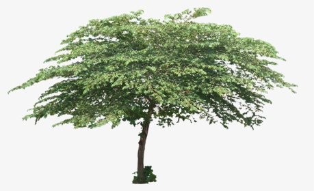 Transparent Cut Out Trees Png - High Resolution Tree Png, Png Download, Transparent PNG