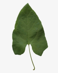 Transparent Leaf Texture, HD Png Download, Transparent PNG