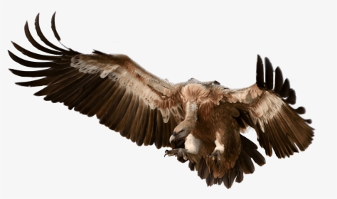 Vulture Attacking Its Prey - Vulture Png, Transparent Png, Transparent PNG
