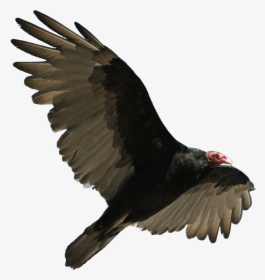 Turkey Vulture Flying - Turkey Vulture Png, Transparent Png, Transparent PNG