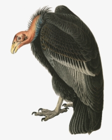 Vulture Png, Transparent Png, Transparent PNG