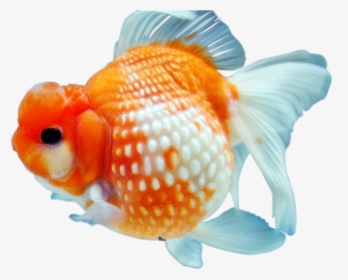 Goldfish Png Free Download - Gold Fish Png, Transparent Png, Transparent PNG