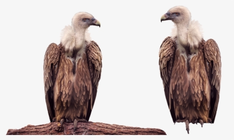 Vulture, Bird, Animal, Isolated, Transparent - Vulture Transparent, HD Png Download, Transparent PNG
