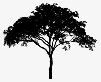 Picture Freeuse Downlo - Tree Silhouette Transparent Background, HD Png Download, Transparent PNG