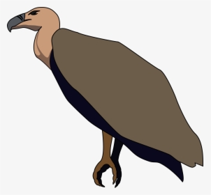 Bird,vulture,flightless Bird,andean Condor - Turkey Vulture Clipart, HD Png Download, Transparent PNG
