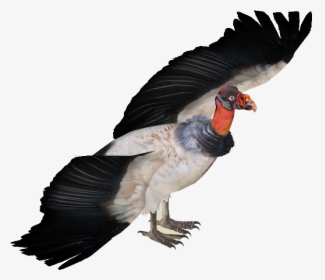 Png Of Vultures - Zoo Tycoon 2 Vulture, Transparent Png, Transparent PNG