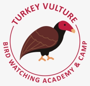 Transparent The Vulture Png - Turkey Vulture, Png Download, Transparent PNG