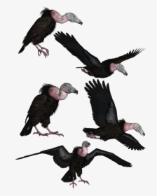 Vultures Png, Transparent Png, Transparent PNG