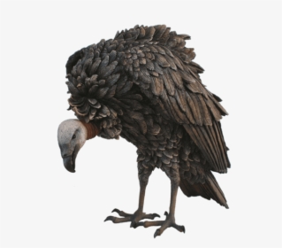 Limpkin, HD Png Download, Transparent PNG