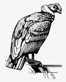 Condor, Vulture, Perched, Rock, Feathers, Wings, Bird - Condor Black And White, HD Png Download, Transparent PNG