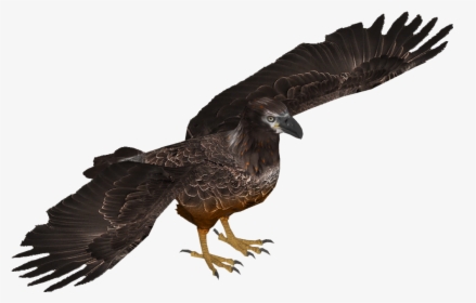 Bald Eagle Young Skin - Eastern Imperial Eagle Png, Transparent Png, Transparent PNG