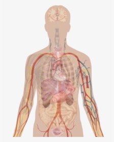 Man Shadow With Organs - Human Body Diagram Unlabelled, HD Png Download, Transparent PNG