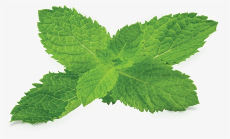 Peppermint Png Photo - Transparent Background Mint Leaves Png, Png Download, Transparent PNG